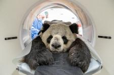 Panda in der Röhre