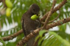 Vom Meeresgrund bis hoch in die Lüfte: Die zehn außergewöhnlichsten Tierarten auf den Seychellen