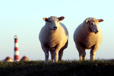 Biikebrennen, Hallig-Hopping, GPS-Radtouren oder Thalasso - Die nordsee* Schleswig-Holstein stellt ihren Themenplan 2009 vor
