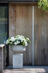 Gartenhortensien begrüßen die Outdoor-Saison