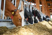 Lage der Milchbauern braucht besonnenes Handeln der Politik