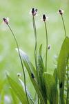 Spitzwegerich: Arzneipflanze des Jahres 2014 - auch in der WALA Plantago-Linie