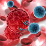 Vielversprechende Laborforschung: Strahlenresistente Krebszellen lassen sich immuntherapeutisch mit UniCAR-T-Zellen angreifen