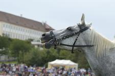 Tierischer Spaß beim Familienfest mit Pferd & Esel