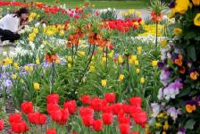 Bad Füssing: "Blühende Frühjahrskur" zwischen 30 Millionen Blumen