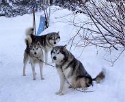 21. Januar - Schlittenhunde zu Gast am Röhrigschacht