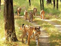 Sommersafari im Tigerparadies