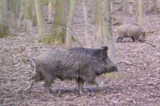 UFZ-Modelle im Kampf gegen die Afrikanische Schweinepest