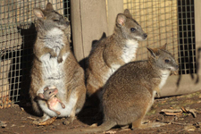 Känguru-Nachwuchs schaut aus dem Beutel