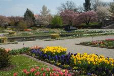 Ostern im Botanischen Garten München: Frühlingsblüten im Freiland