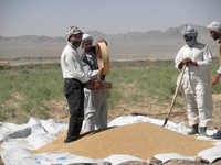 Weizen und Gemüse: Agrarkooperative in West-Afghanistan bringt erste Ernte ein