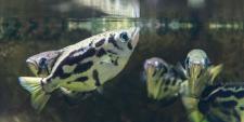 Der Fisch, der an Land jagt: Neue Schützenfische im Zoo Basel