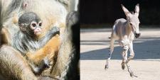 Klammeraffen und Somali-Wildesel - Nachwuchs im Zoo Basel