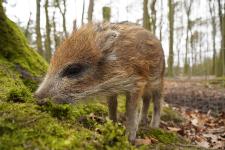 Sieben auf einen Streich im Wildpark Schwarze Berge