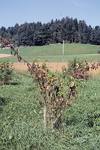 Thielaviopsis basicola, ein neuer Krankheitserreger des Holunders