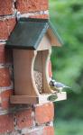 NABU-Naturtipp: Vogelfüttern - darauf muss man achten