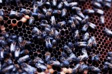 Weltbienentag: Bienenschutz muss höchste Priorität haben