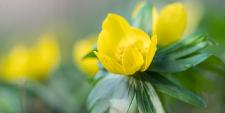 Der Frühling kommt!