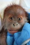 B.Z. und BILD Berlin übernehmen Patenschaft für Orang-Utan-Baby im Berliner Zoo