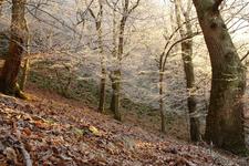 Das UNESCO-Weltnaturerbe im Nationalpark Kellerwald-Edersee entdecken