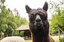 Alpakas im Wildpark Müden