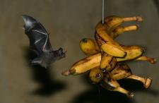 Zusammenleben, Fressen, Evolution: Neue Themenführungen in Hellabrunn
