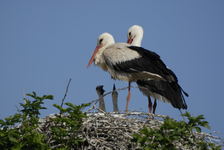Spannende Life-Aktion: Storchenberingung im Westküstenpark