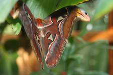 Riesenschmetterlinge entfalten sich in der Biosphäre