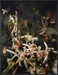 Joachim Koester - The way out is the way in
