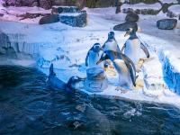 20 Jahre SEA LIFE Konstanz - Eine faszinierende Unterwasserwelt zieht Bilanz