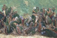 Futtern hilft: Miesmuscheln wachsen auch in saurerem Wasser