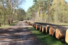 Versteigerung von hochwertigen Waldhölzern