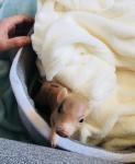 Antenne MV bekommt das wohl schweinischste Teammitglied