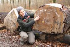 Eine alte Eiche aus dem Bramwald erzielt Spitzenpreis auf Holzversteigerung