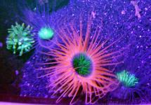 Unter Wasser: Fluoreszenz als natürliche Sonnencreme?