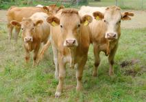 Kulinarische Glanrindertage