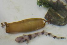 Jüngster und letzter Nachwuchs 2014 im Münchener Großaquarium