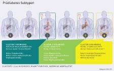 Subtypen bei Vorstufe des Diabetes entdeckt