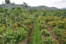 Les planteurs de cacao peuvent améliorer leur revenu grâce à des systèmes agroforestiers