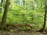 Vogelgesang und frisches Grün