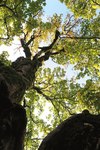 Warum wachsen um Oberstaufen so viele uralte Bäume?