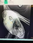 Bleivergifteter Adler kann wieder in die Freiheit fliegen