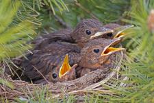 Vögel zählen von Vatertag bis Muttertag