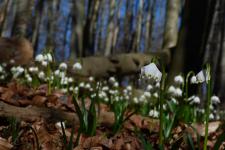 Märzglöckchen läuten im Nationalpark Hainich den Frühling ein
