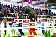 Sosath's Hengstschau am 13. Februar