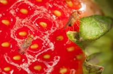 Bekämpfung der Kirschessigfliege, Drosophila suzukii: aktueller Stand der Forschung