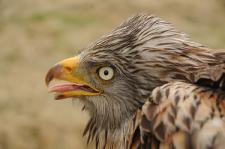 Tierpark Hellabrunn engagiert sich für vier Rotmilane