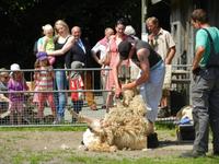 "Schaftag" am 13. Juli 2014 im Westküstenpark