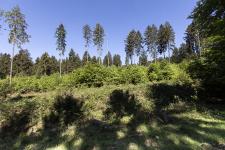 Presseerklärung der Niedersächsischen Landesforsten zum Waldgipfel in Berlin
