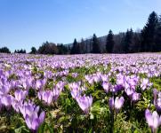 Bergfrühling in Oberstaufen im Allgäu